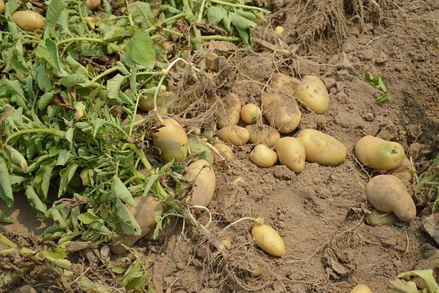 Dobri sosedje krompirja